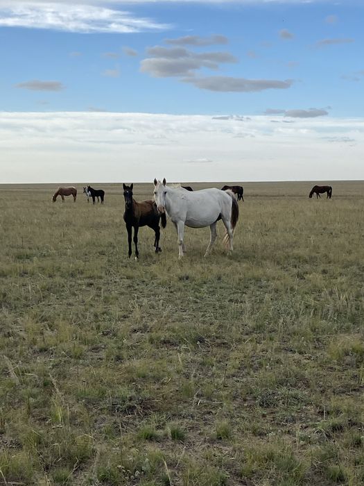 Продам косяк лошодей