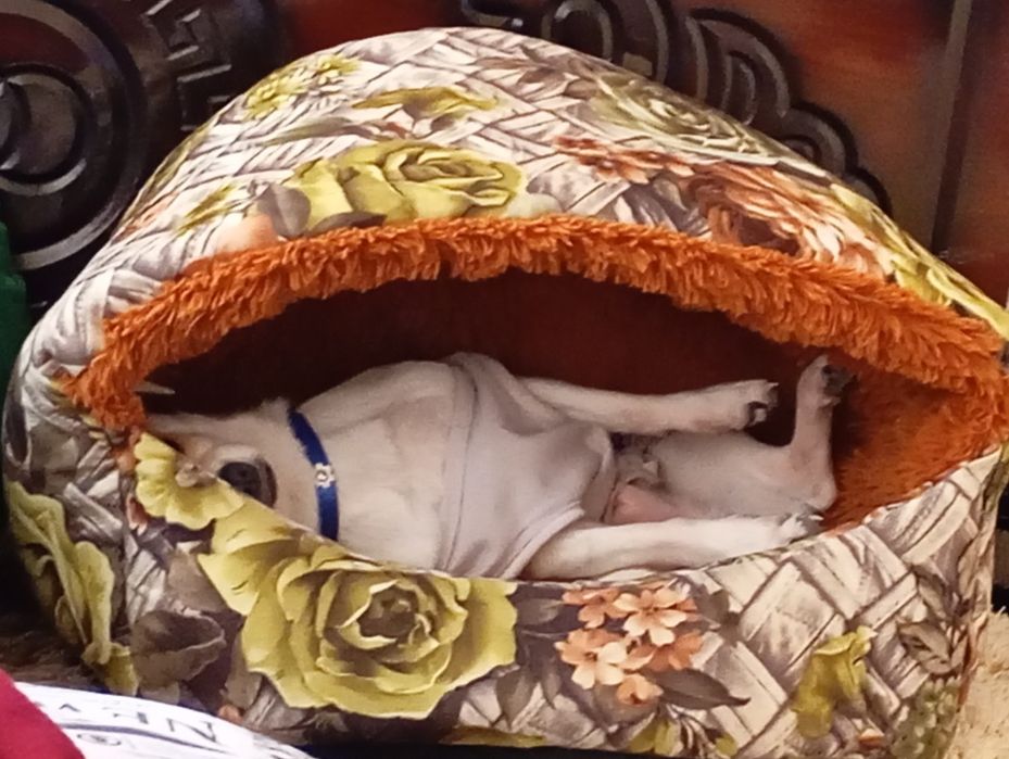 Сабака умний милий