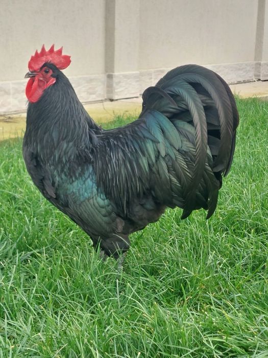 Ouă de incubat, pui de o zi,  păsări de rasă