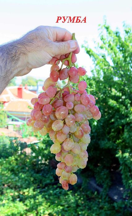 Вкоренени лози. Руски, Украински и Американски сортове.