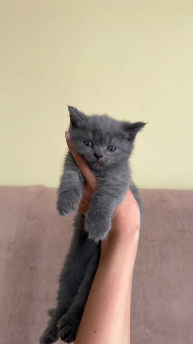 Котенок скотиш страйт