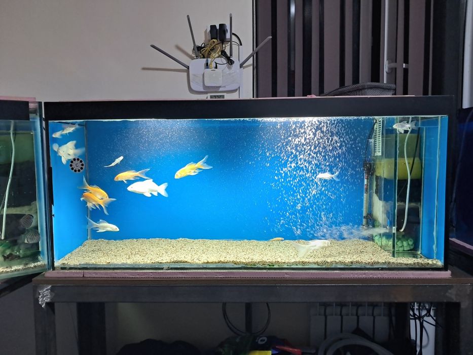 Akvarium barcha jihozlari va baliqlari bilan sotiladi.