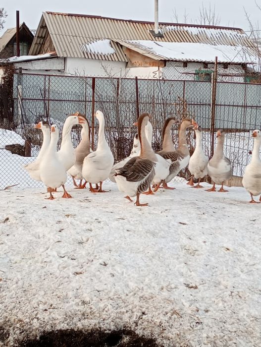 Қаз сатыладытылады.