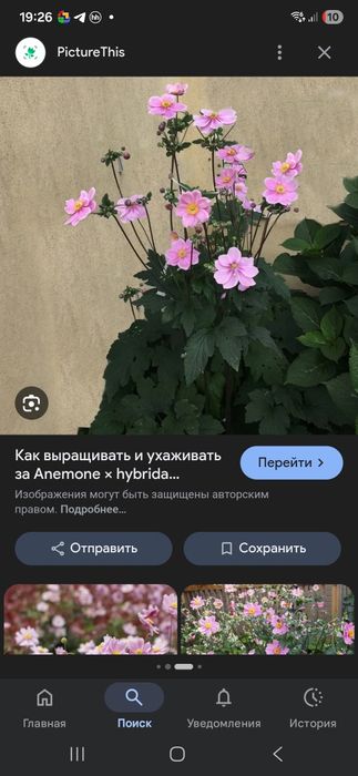Продам излишки цветов  для сада