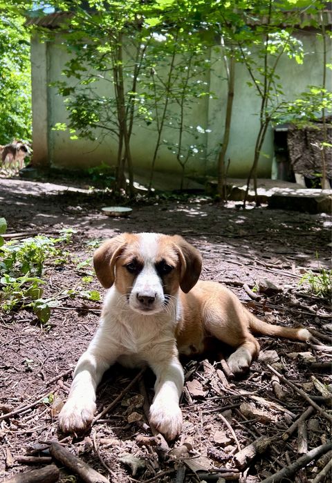 Кученца търсят дом