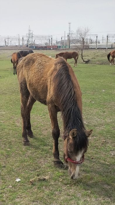 Тайлар сатылады тез арада