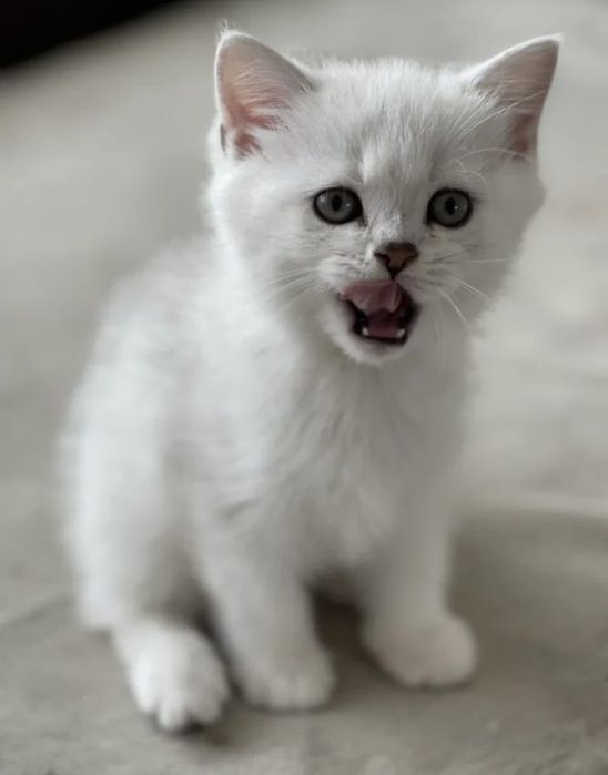 котята бриташки очаровашки