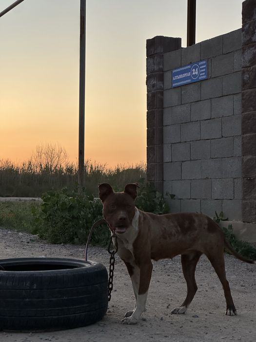 Амереканский Питбультерьер