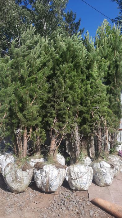 Сосна обыкновенная