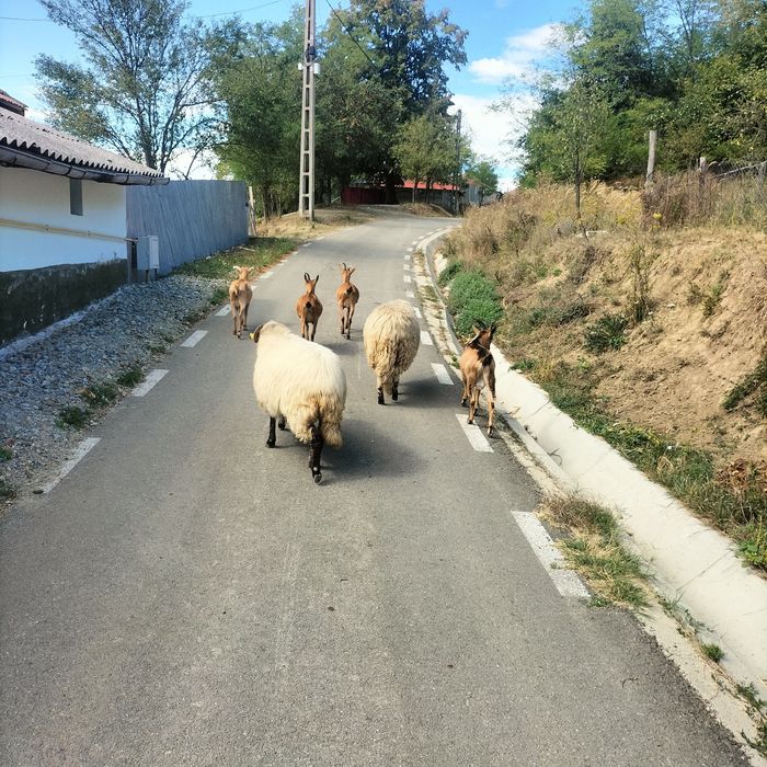 Vind 3 căprițe un țap o oaie și un berbec