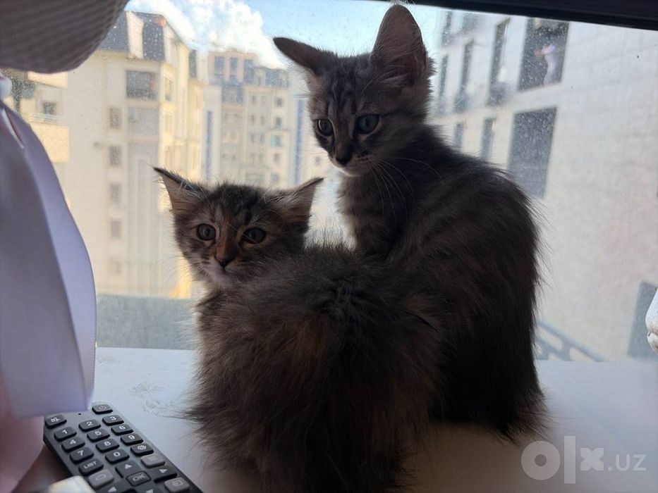 Котята шатландские