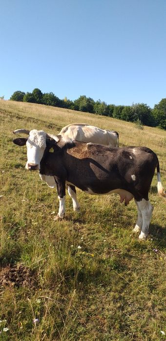 Vaca de vanzare.