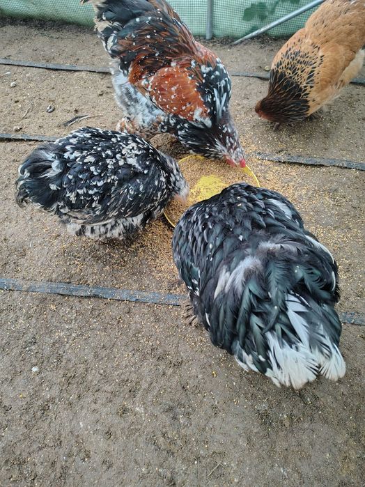 Vând cocos Brahma porțelan