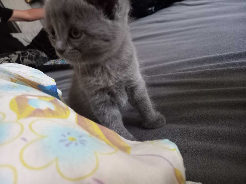 Продам котят британцев