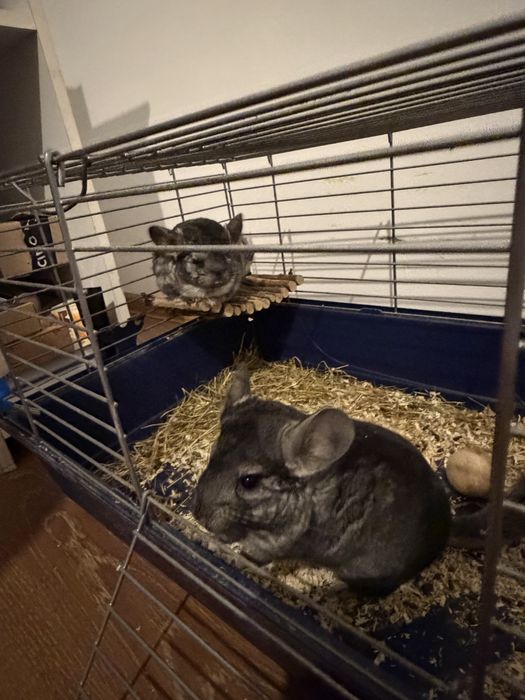 Vând chinchilla lanigera
