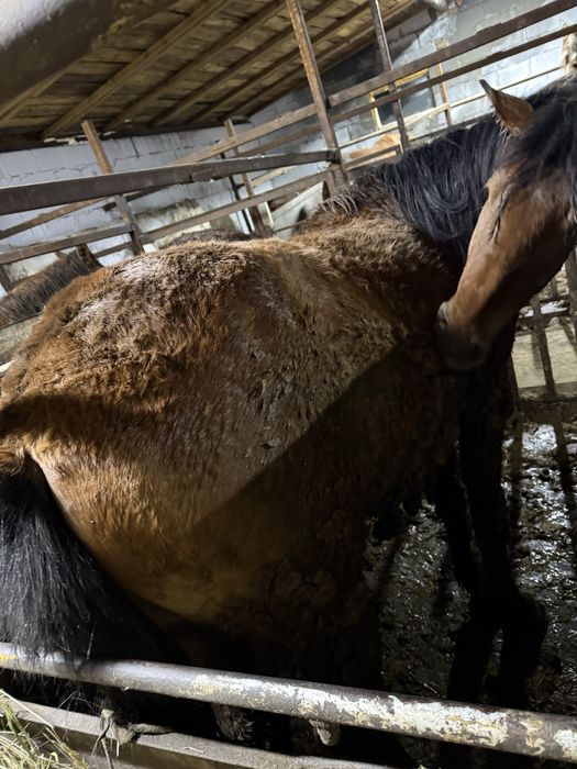 Лошади с откорма