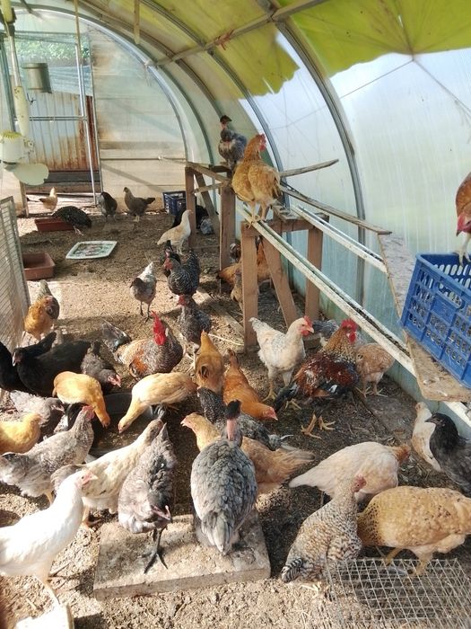 Продам молодку курочек