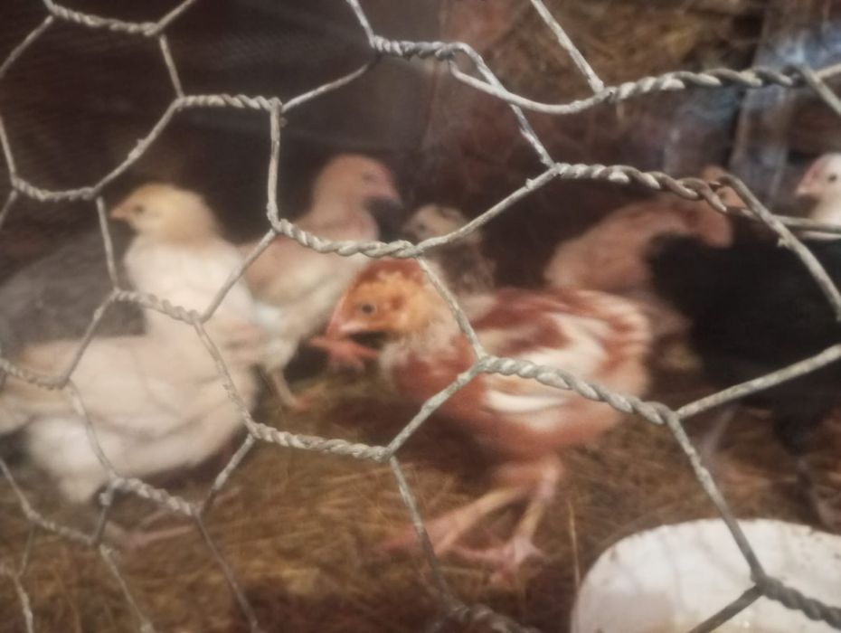 Цыплята домашние