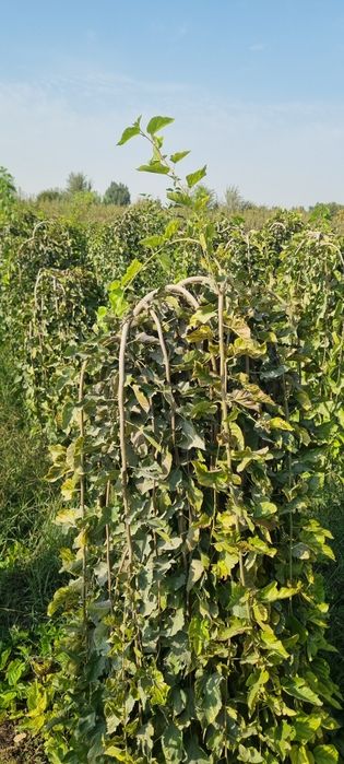 Декоративные тутовники от первых рук тутовник зонтик для ландшафтов