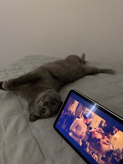 Отдаем кота в добрые руки