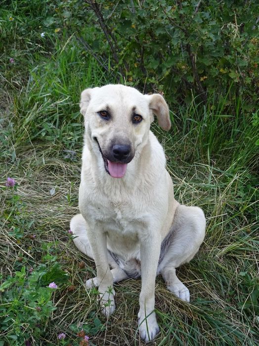 Дачу в горах продам.