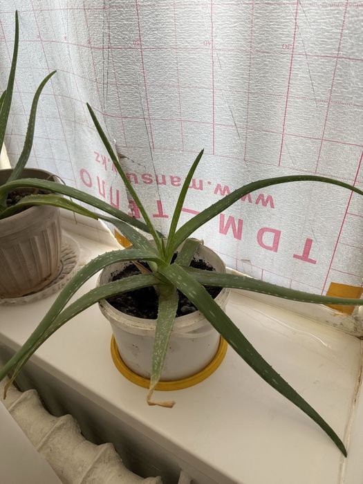 Алоэ 5 жылдық сатылады .