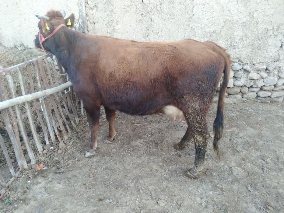 Ona bola sigir sotiladi