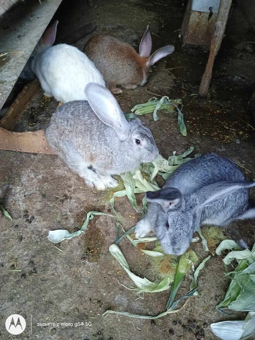 Продавам чинчили