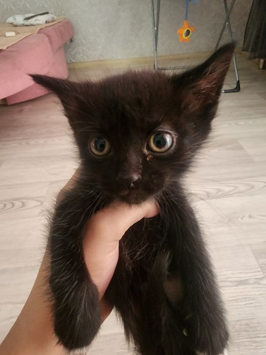 Отдам котят в добрые руки