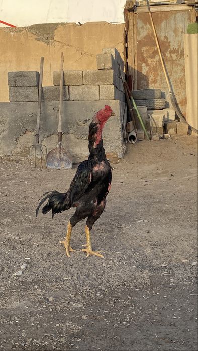 Дакан бойцовый кораз тулек