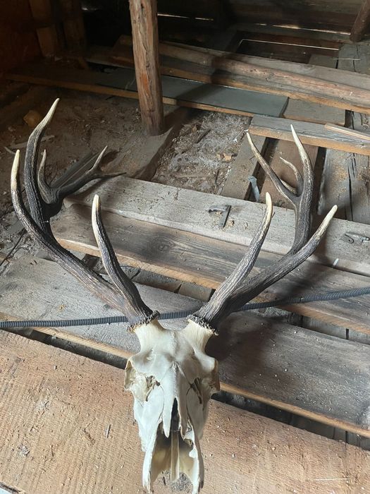 Trofeu de cerb carpatin – cu craniu inclus