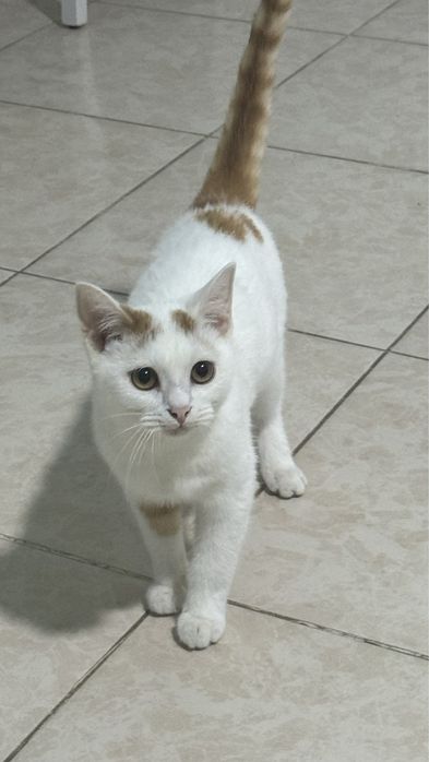 Отдам кота в добрые руки