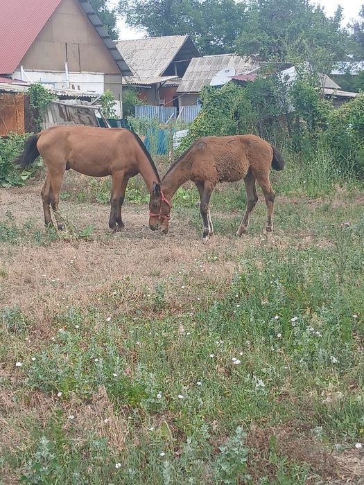 Продам ургашы 225000.тг