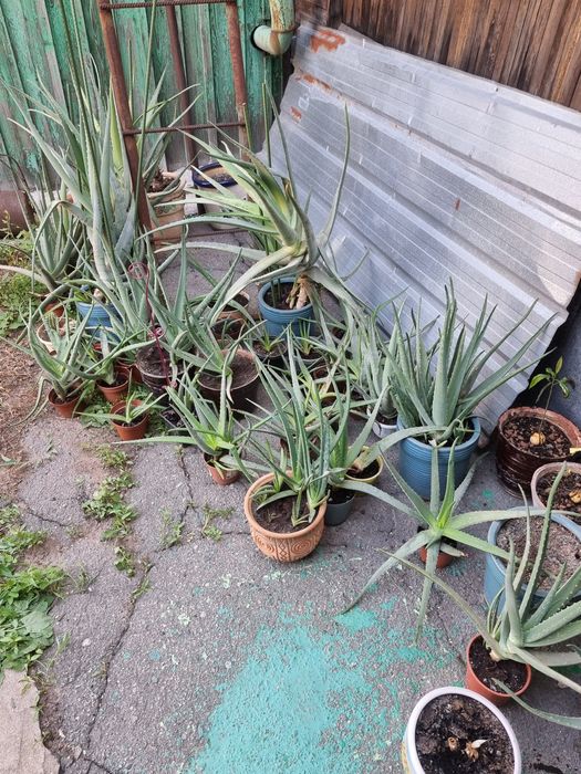 Продам алоэ вера