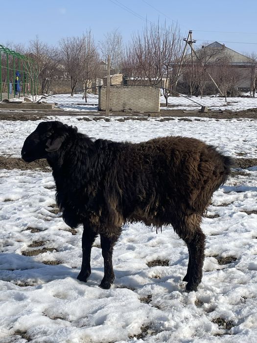 Қошқарлар сатылады