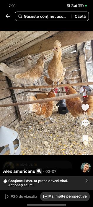 Vand sau schimb găini ..fazani...pauni