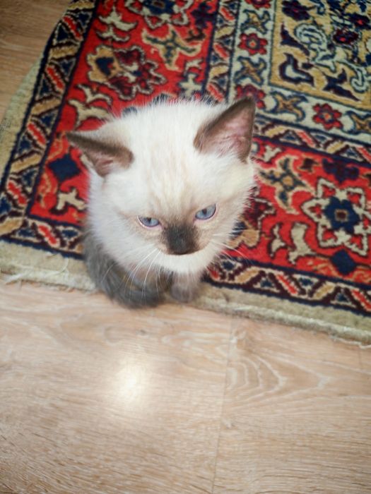 Отдам котят в добрые руки