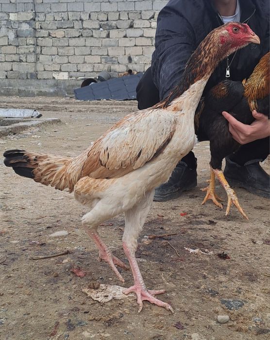 Бойцовская курица