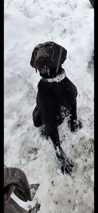 Продам Дратхаар суку рабочая