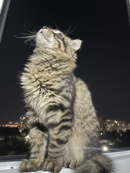 Отдаю кота в хорошие руки