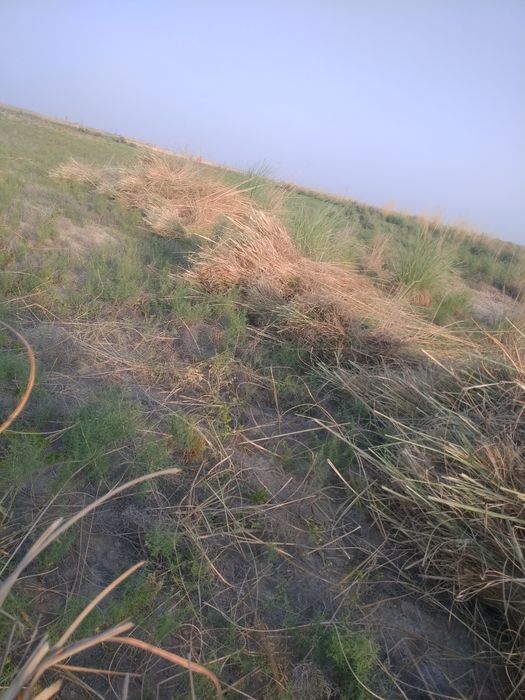 Qaqra qamish sotiladi Kogon