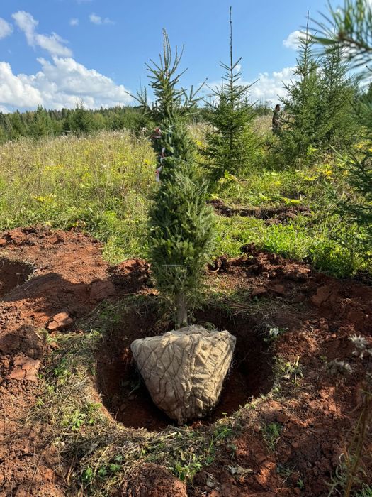 Ели сибирские качество люкс