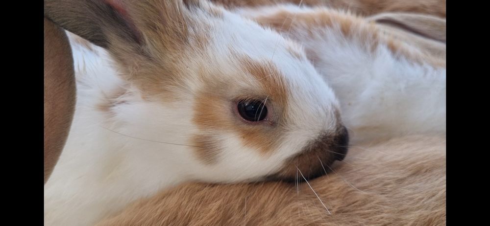 Куен. Срочно халол бокилган!