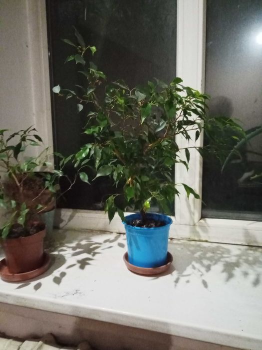 продам фикус бенджамина