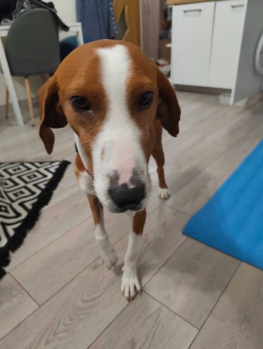 Куче гонче за осиновяване!