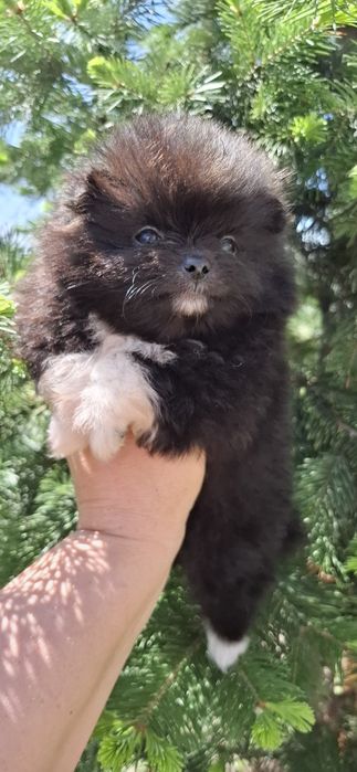 Щенки шпица ласковые