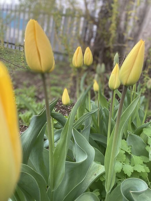 Продам тюльпаны!