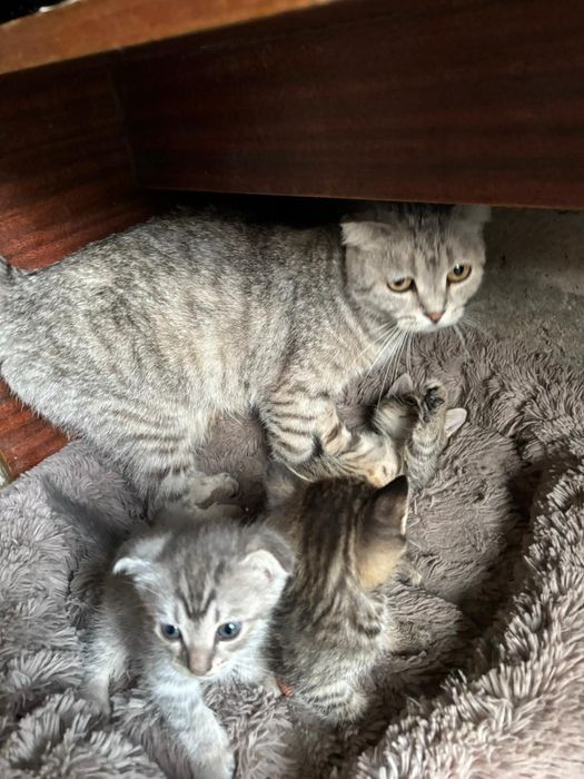 Продам веслоухих котят