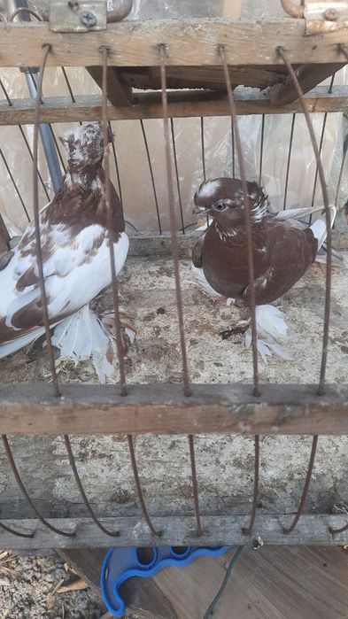 Голуби двухчубые молодые