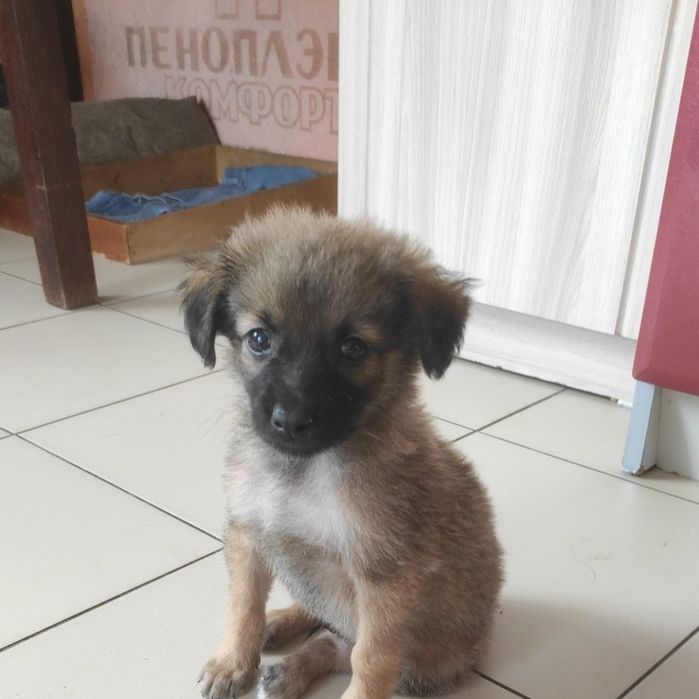 Симпатяшки ждут свои добрые дома.  Доставим.